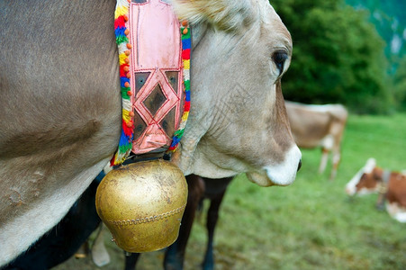 阿尔卑斯山钟奶牛铃和彩色腰带起司图片