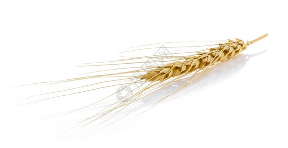 小麦干燥白色背景上的大麦耳朵闭紧自然图片