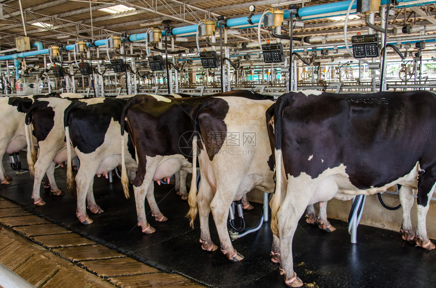 行业干净的设施农场里奶牛图片