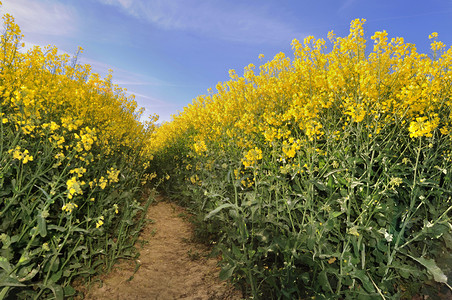 油菜花田地图片