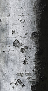 植物垂直的树皮浮雕纹理树皮的垂直全景照片树皮的浮雕纹理压花图片