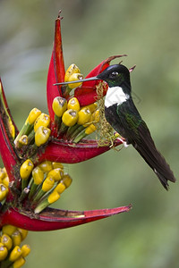 在厄瓜多尔北部皮钦查明多云林的因卡蜂鸟群苦涩美国动物背景图片