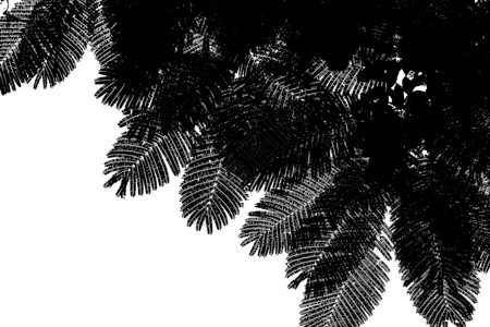 白色背景的树形枝侧面阴影轮廓森林木炭图片