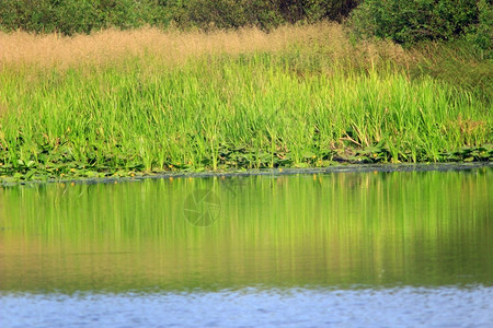 池塘上的灌木丛池塘上生长的高绿色灌木丛河叶子安静图片