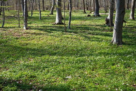 白色的春季森林地配有木阳和绿色覆盖光树图片