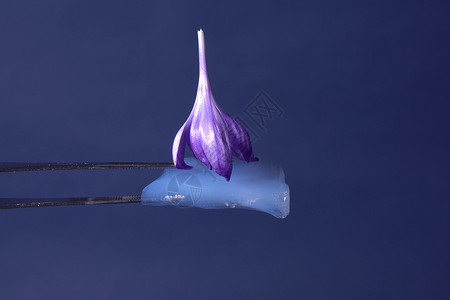 Airgel及其经验气凝仪特及其经验热的蓝色物质高清图片