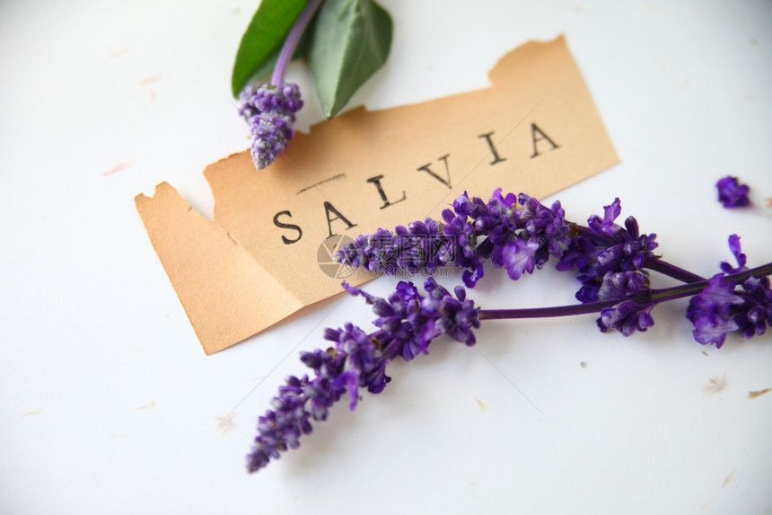 单词紫花的旧撕纸上写着沙拉这个词水平的紫色图片