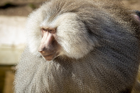 动物一只大雄哈马德里亚斯熊宝在阳光下放松野生动物脸图片
