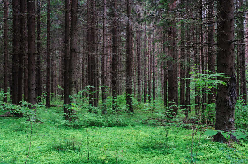 森林里的树干图片