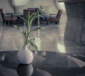 活的在客厅玻璃桌上的绿叶植物罐地面椅子图片