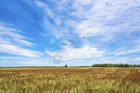 夏天多云的一个大田地有红花在夏日阳光明媚的白天和美丽乌云天空花图片