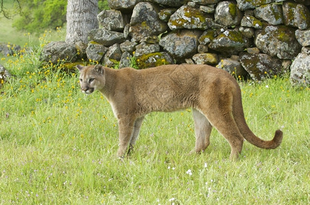 山上的野猫图片