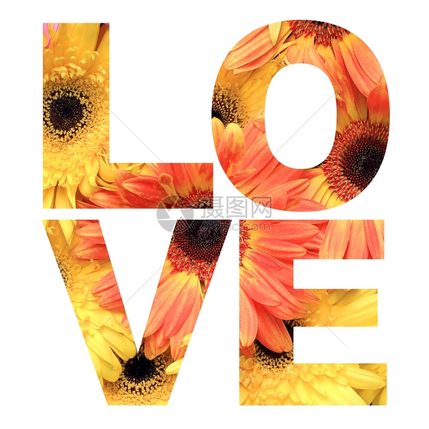 非洲菊情人节白背景上的花朵照片由Gerbera或Barberton编织成的爱情字词图片