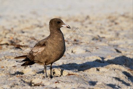 羽毛海滩上有棕褐色鸥和沙一种优美图片