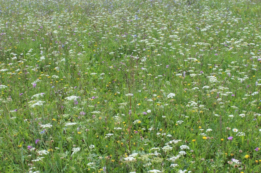 场地许多夏季花朵在田间种植草环境图片