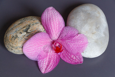 按摩植物粉红兰花和在温泉中装饰的石块蕊图片