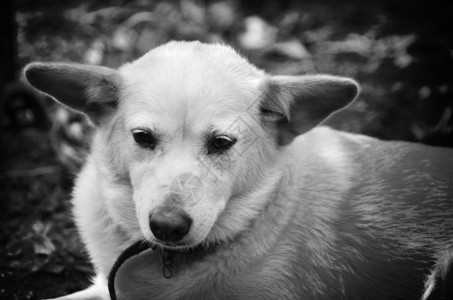 犬类听话宠物泰国狗图片