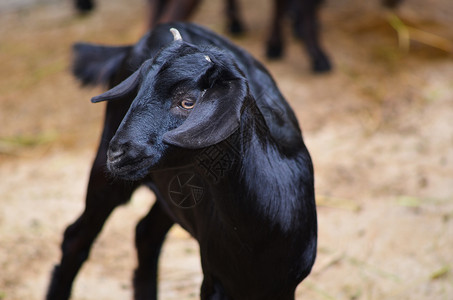 农场乡村的年轻黑山羊面部贴近起司图片