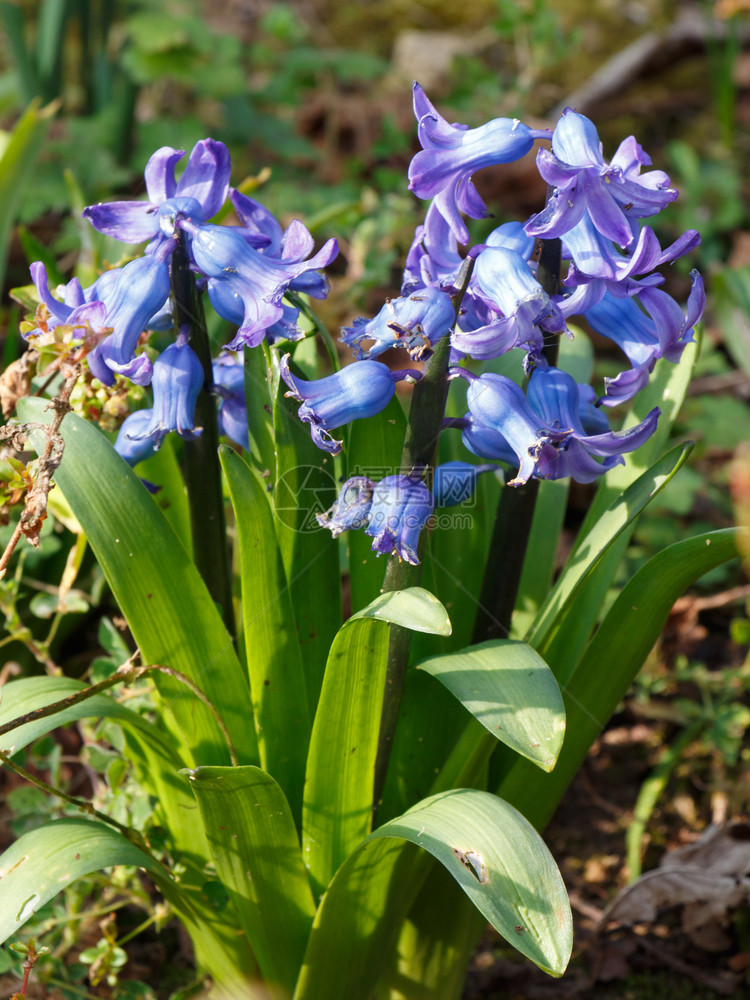 草春天在花园里放蓝铃雌蕊野生动物图片