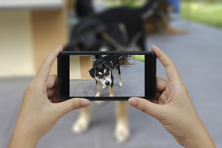 手持智能机在泰国狗身上拍照模糊保持电话图片