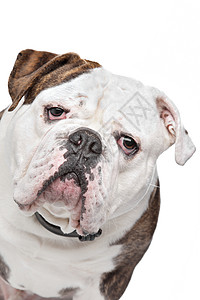 白色背景面前的英国老斗牛犬白色背景面前的英国老公牛狗的纯种肖像背景图片