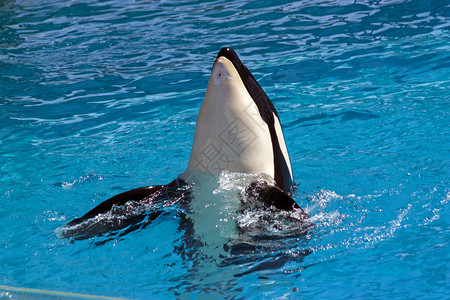 海豚从蓝水中偷窥荒野身体可爱的图片