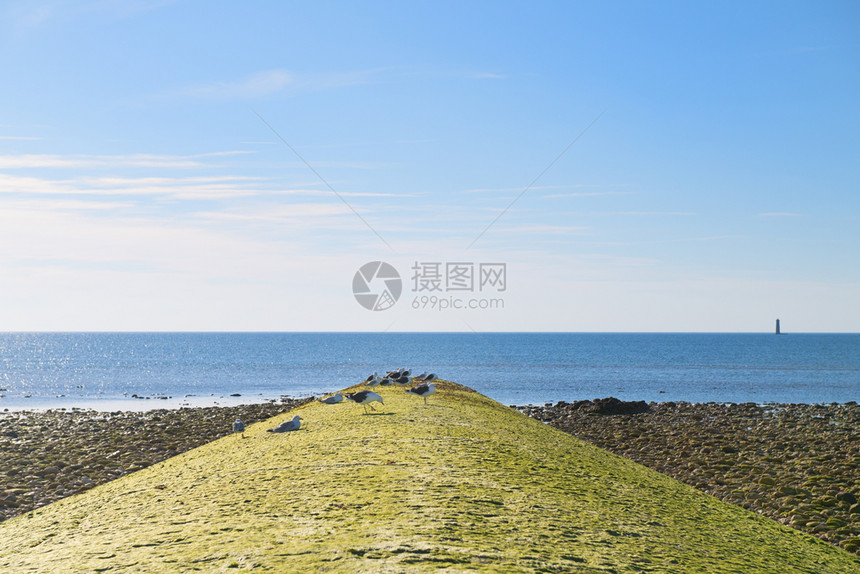 IledeRe岛北海岸有鸥的码头法国语降落图片