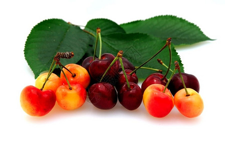 bing美味的冰红色白背景新鲜采摘樱桃和更雨水有叶Bing和Rinier红樱桃背景