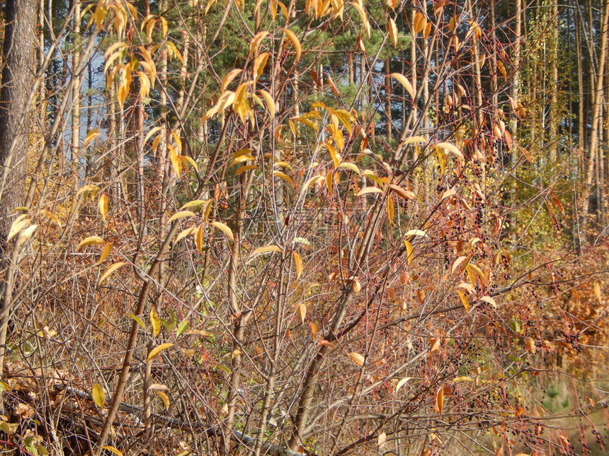 食物景观秋天的野果在森林中生长图片
