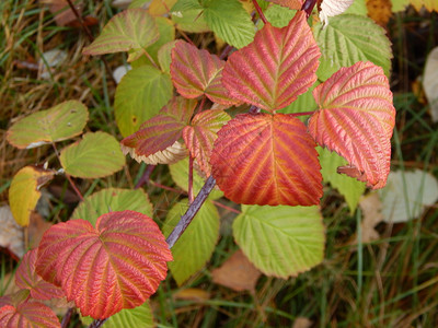 叶子分支秋天的野果在森林中生长绿色图片