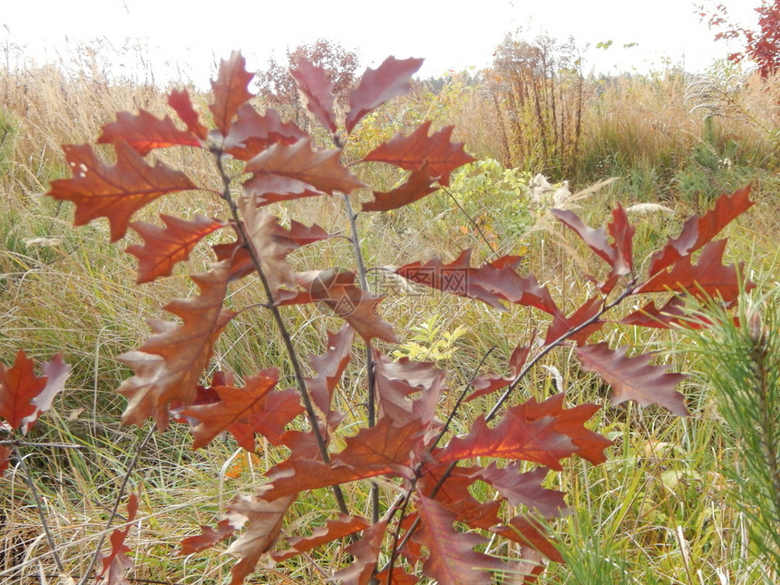 景观食物叶子秋天的野果在森林中生长图片