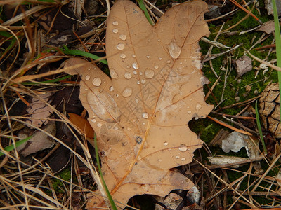 秋季落叶上的水滴图片