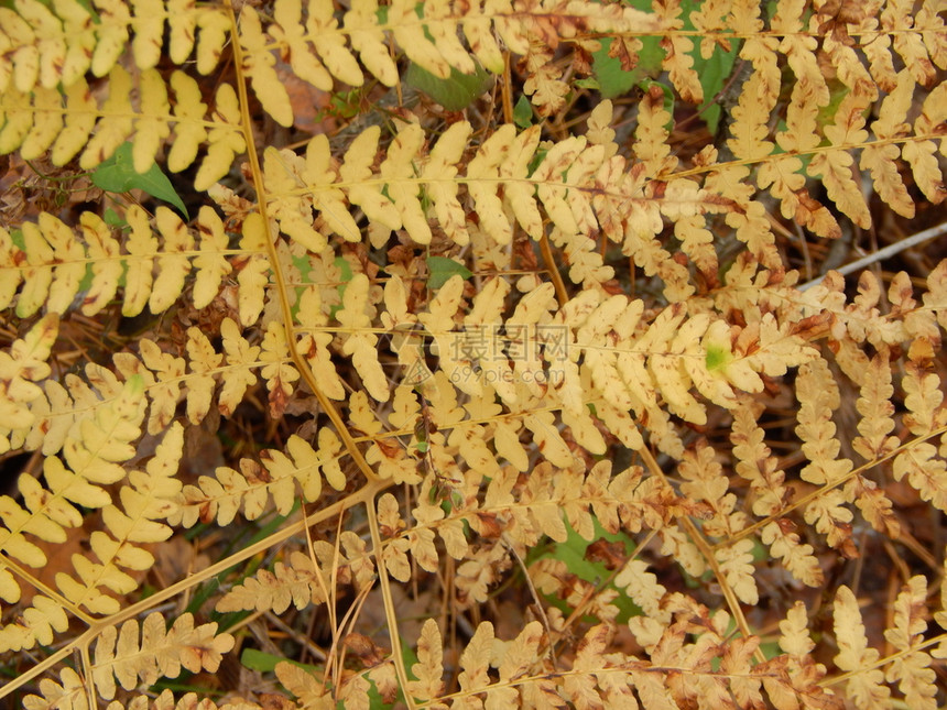 植物秋季风貌图片