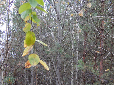 分支自然秋天的野果在森林中生长图片