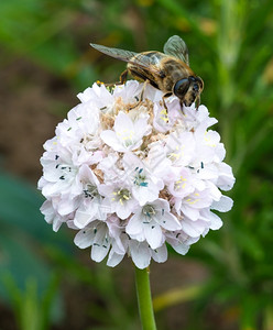 白花上坐着一只蜜蜂的面嗡声花粉腿图片