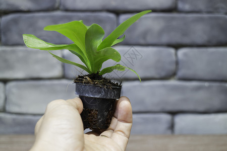 绿色叶子小型植物锅存货照片美丽的图片