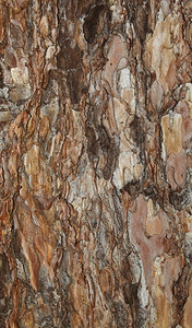 陈年质地具体的背景云杉树皮的背景或纹理图片