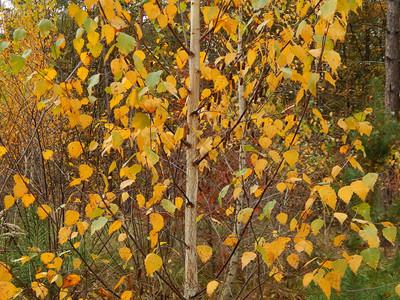 景观秋天的野果在森林中生长叶子树图片