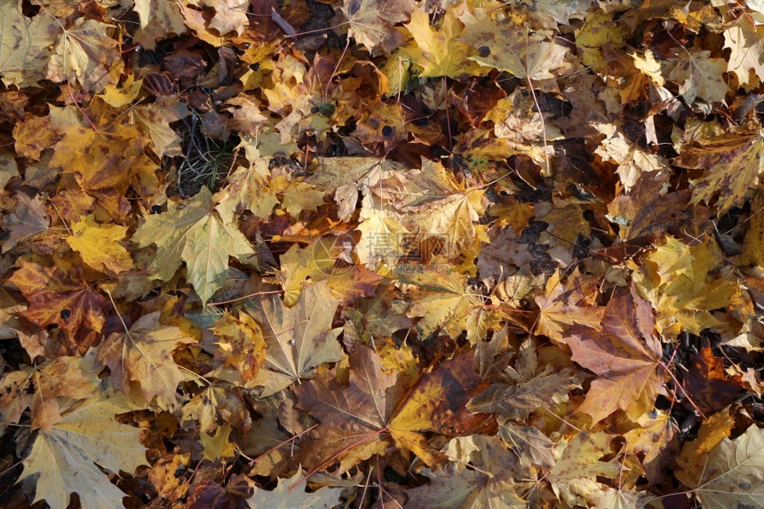 季节森林秋天坠落的黄色叶秋幕背景图片