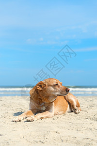 宠物独自的国内旧棕色十字养狗躺在海滩上图片