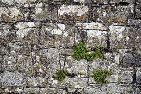 建筑学早晨草爱尔兰肉店Trim国王城堡的石墙碎背景图片