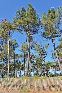 亚特兰海沿岸松林中树森和布列天空下保护木栅栏自然公园保护的图片