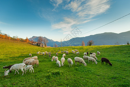 意大利语爬坡道牧羊在意大利阿尔卑斯山的农场上放牧新图片