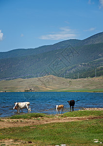 户外动物群西伯利亚放牧Baikal湖岸的奶牛图片