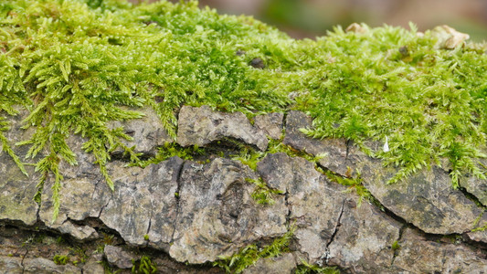 绿藻生长在石质的碎裂表面在石质的碎上生出绿色苔榈老的环境结石图片