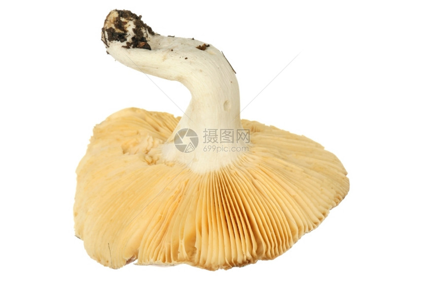 维斯尼诺夫生物学夏天一个大蘑菇被白色背景所隔离图片