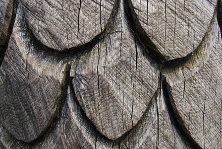 常绿木头雕塑的壁锥缝合人造针叶图片