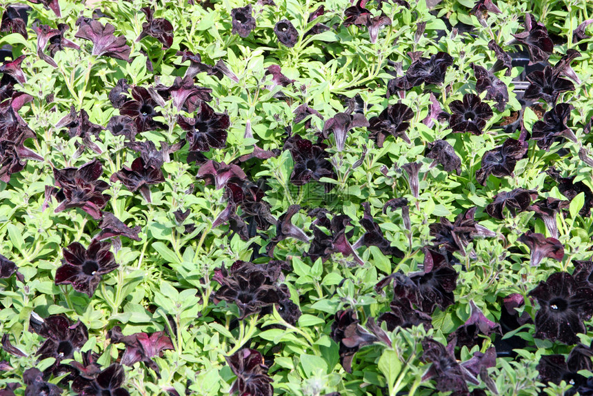 矮牵牛花园种在床上背景的许多黑色花朵这些是黑的植物图片