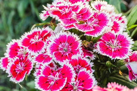 典故丰富多彩的花园里迪安图斯奇尼西花朵夏天图片