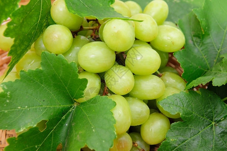绿色的葡萄汤普森无核高清图片